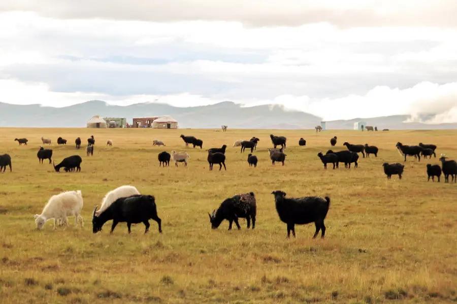 В Бишкеке обсудили, как определять деградированные пастбища