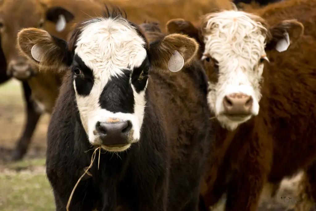 Фонд развития предпринимательства увеличил сумму кредитов на покупку скота