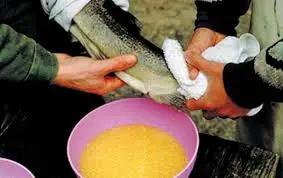 На Тонском рыбзаводе работают над искусственным выведением Иссык-Кульской форели