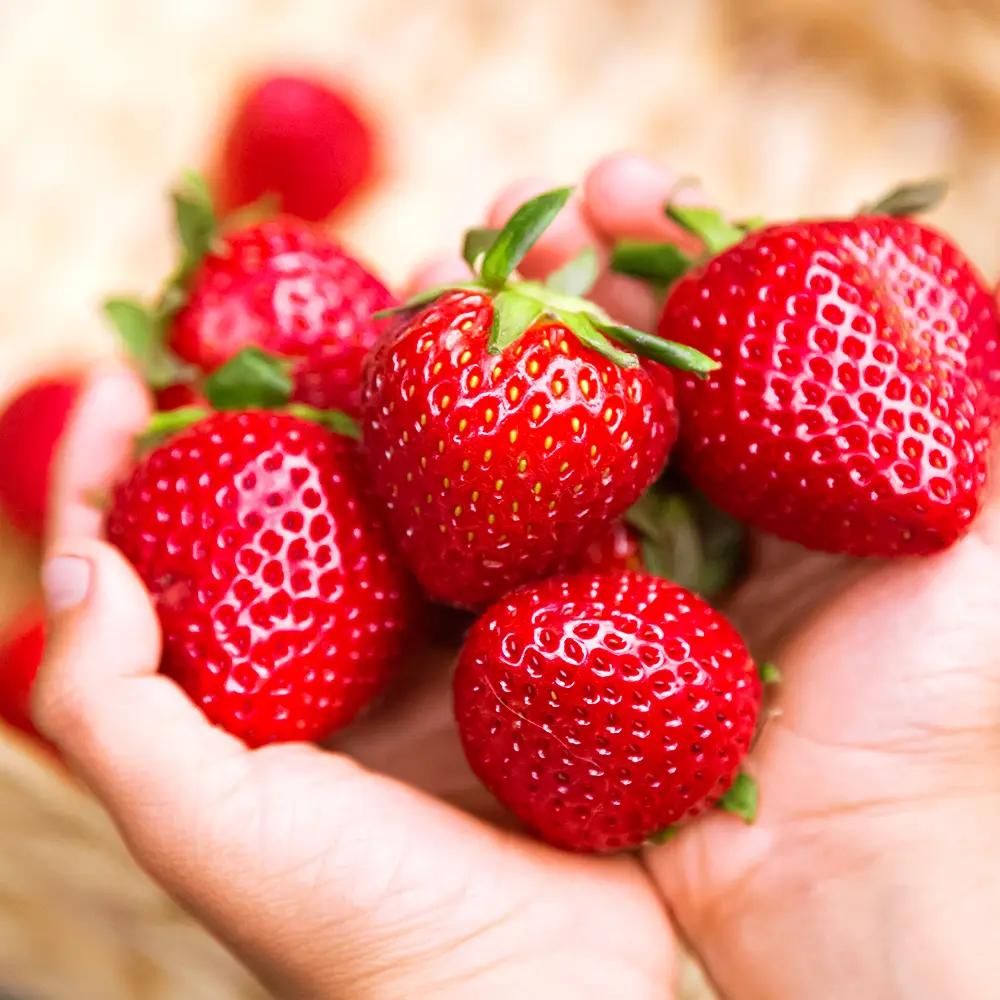 Кооператив «Клуб Малина Жаны Жер» получит новую сельхозтехнику — АРИС объявило тендер на 16 млн сомов