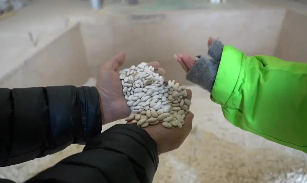 В Таласской области фасоль продают по 155 сомов за килограмм