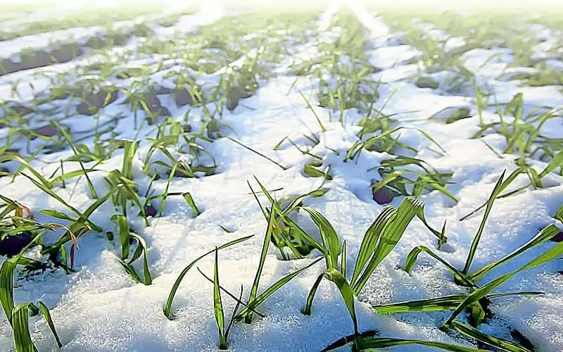 Кабмин поручил регионам начать подготовку к севу озимых культур под урожай 2026 года