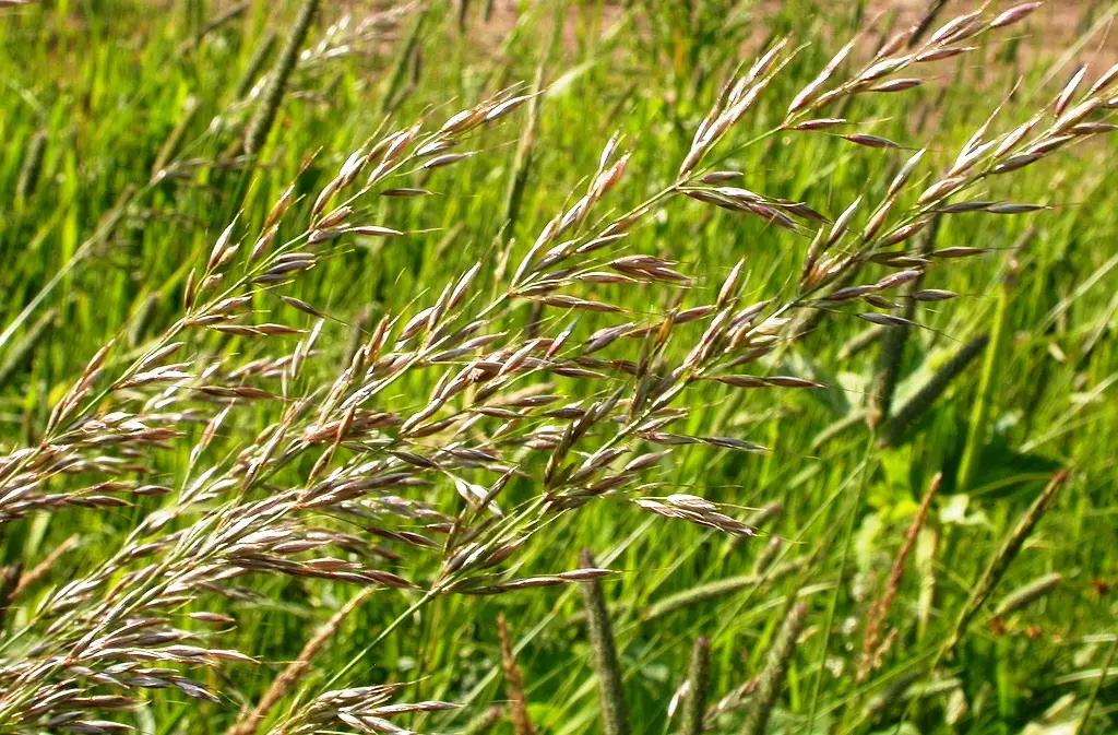 В стране восстанавливают малоплодородные пастбищные земли