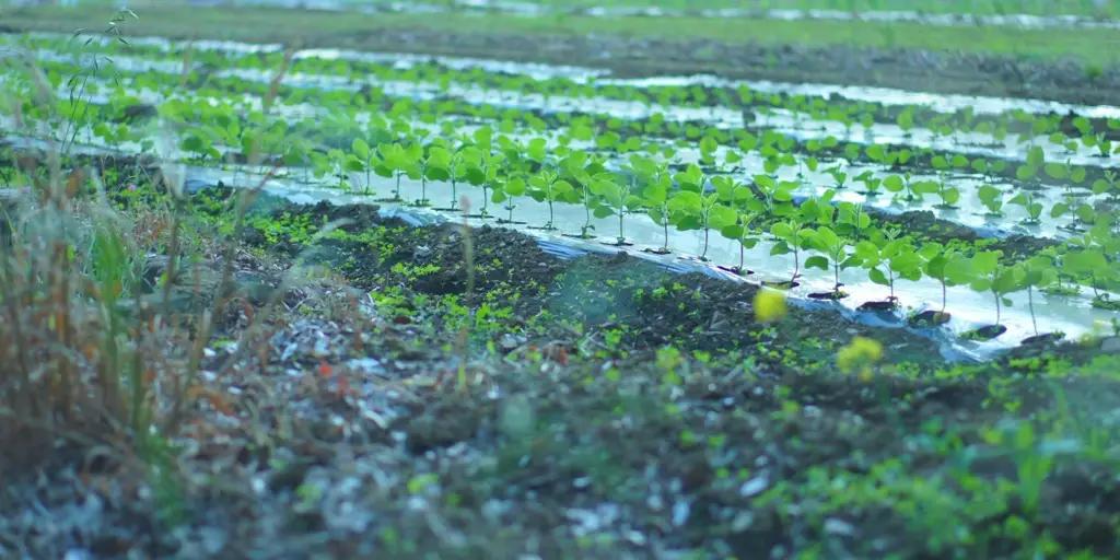 Preferential loans worth 2.85 million KGS have been issued for the development of seed production and nurseries