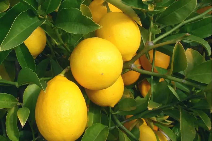 Өзбекстанг Кыргызстанга 107 тонна лимон сатты