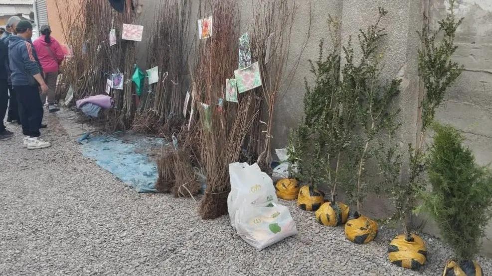 Мөмө-жемиш көчөттөрүн импорттоого убактылуу чектөө киргизилет