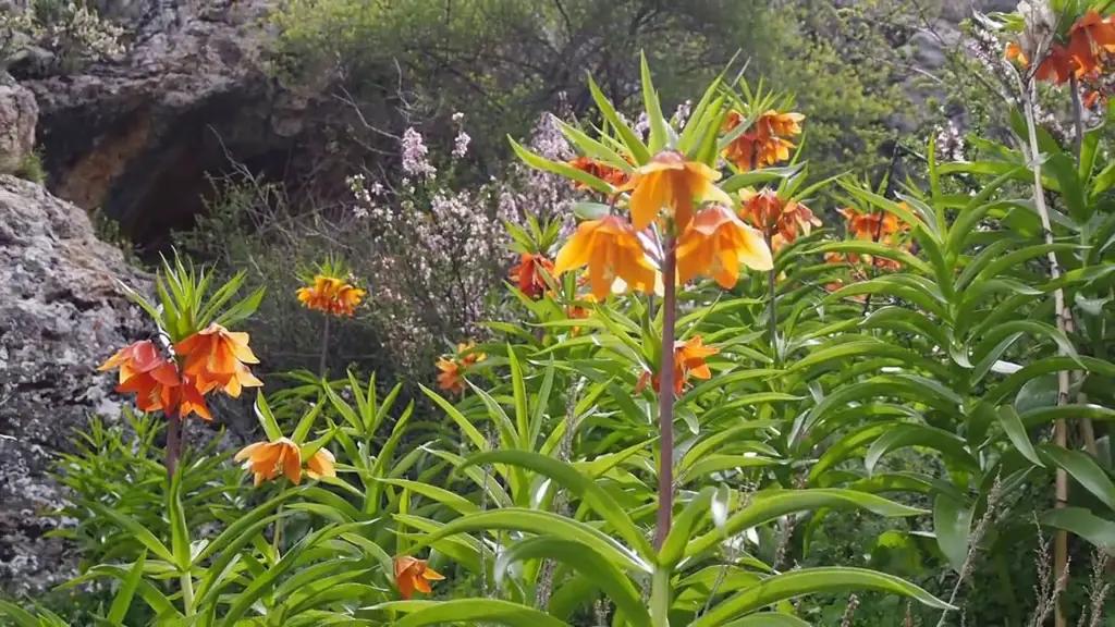 Страны ЦА договорились поддерживать устойчивое использование ресурсов дикой фауны и флоры