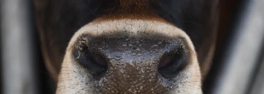 Border guards prevented an attempt to smuggle livestock across the border with Tajikistan