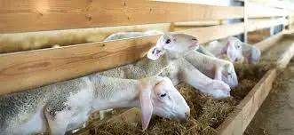 Племенные хозяйства получили уже 324 млн сомов льготных кредитов