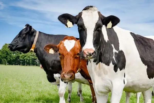 “Асыл тукум мал чарбасын өнүктүрүү” долбоору боюнча 324.4 млн сом жеңилдетилген кредит берилди