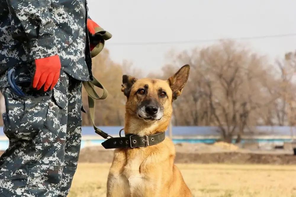 GSIN builds up food and feed reserves for early 2026