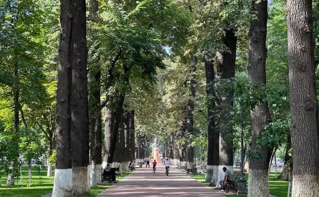 В Бишкеке зеленые зоны сократились на 25%