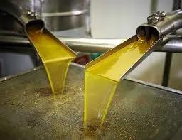 Safflower oil production in the Ak-Talinsky district will increase 16-fold