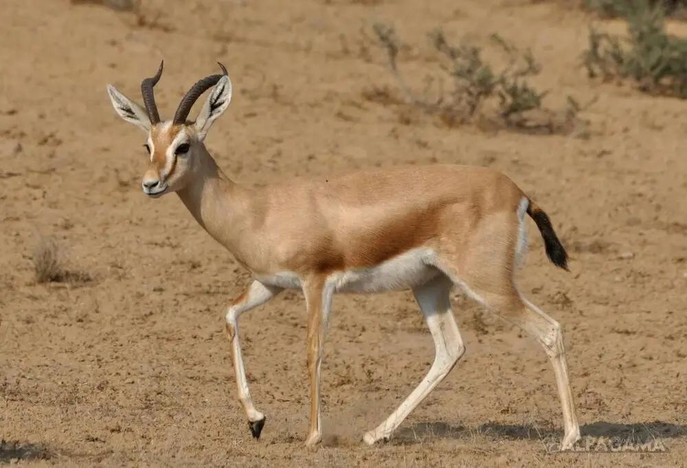 В Минприроды рассказали, как в Кыргызстане восстанавливают популяцию джейрана