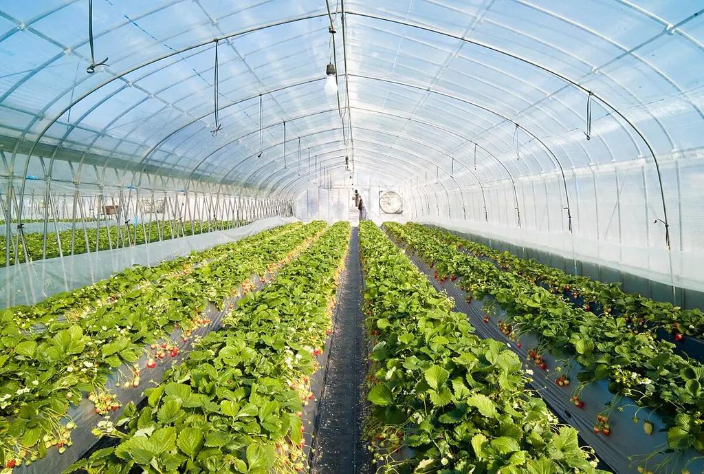 A modern greenhouse will be built in Osh for almost 80 million KGS