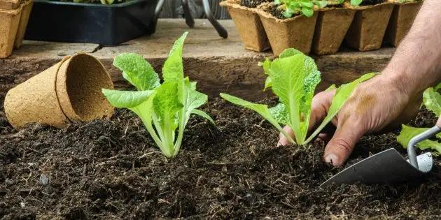 В Кыргызстане открывается онлайн-регистрация на сезонные работы в Великобритании с HOPS