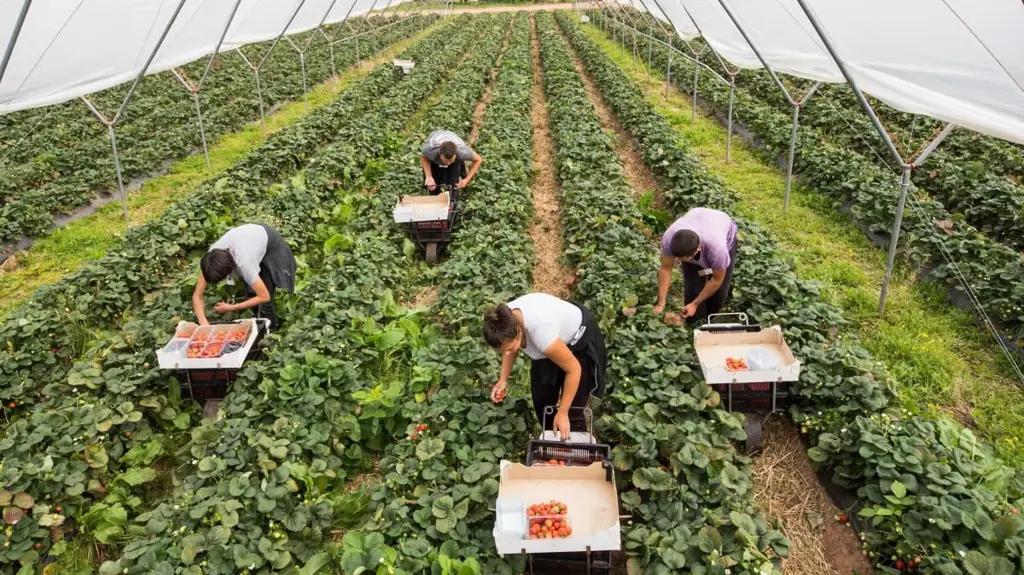 Кыргызстанда Улуу Британияга сезондук жумушка онлайн каттоо башталды