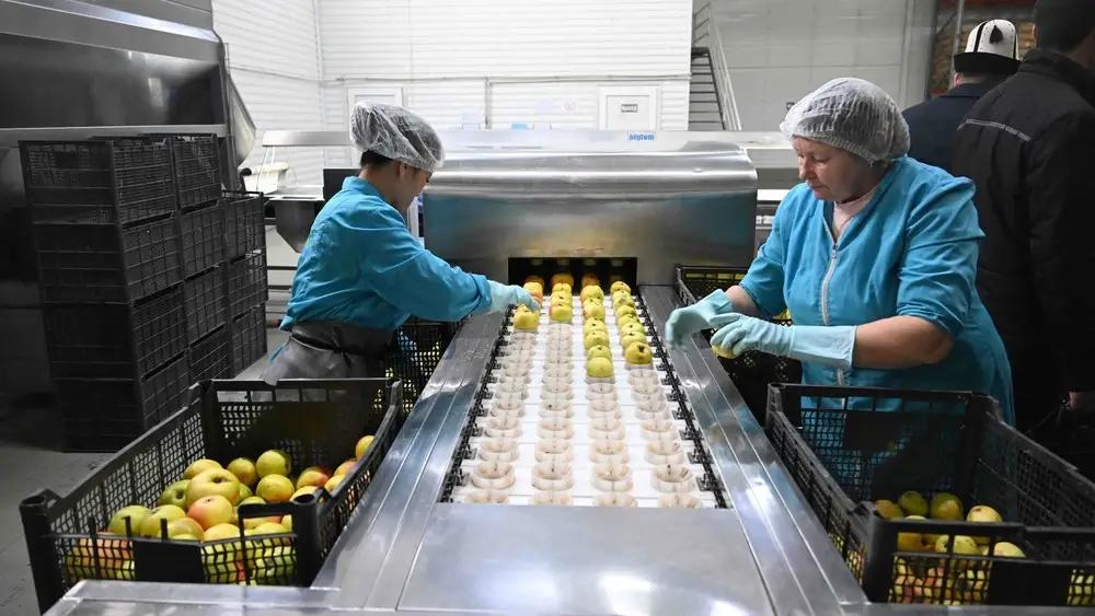 В Нарынской области создают 33 перерабатывающих предприятия и логистические центры