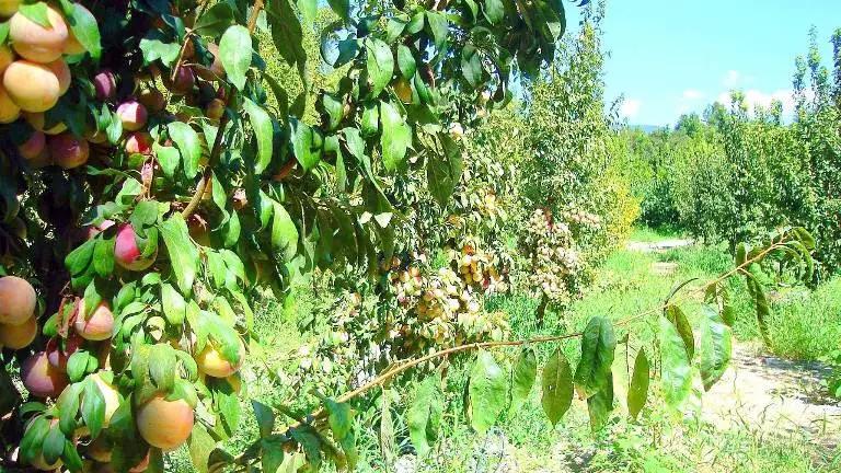 The main rule when planting a garden is 80% of the main variety and 20% of pollinator varieties