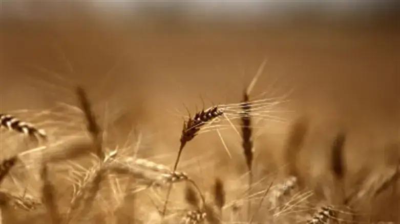 В Иссык-Кульской области планируют перерабатывать пшеницу и фрукты