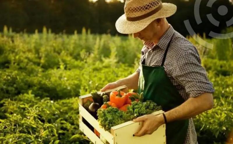 Фермеры и личные хозяйства продолжают кормить страну