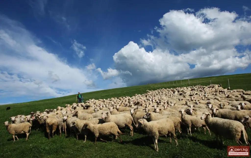 Животноводство обогнало растениеводство по итогам 2024 года