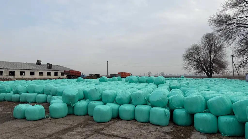 С гектара кукурузы сорта «Ала-Тоо» получают 50 тонн силоса