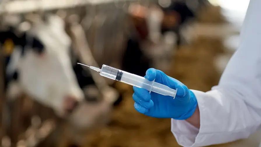 Былтыр 25 млн 546 миң баш малга ветеринардык иш-чаралар жүргүзүлгөн