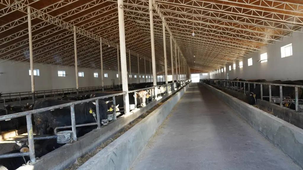 Өлкөдө асыл тукум мал чарбаларынын жалпы саны 185ке жетти