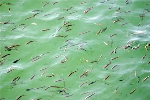 В озеро Иссык-Куль планируется выпустить 14.1 млн экземпляров мальков рыбы