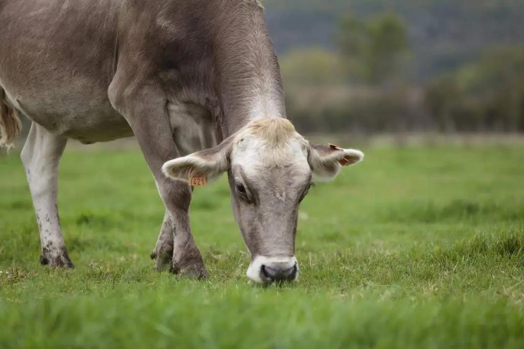 Chui Region considers opportunities for developing meat livestock farming