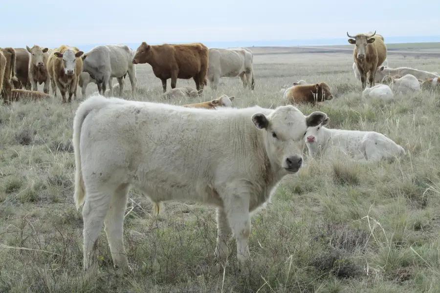 В Манасском районе работают 48 кооперативов, развивающих племенное животноводство