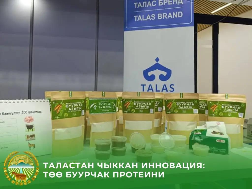 Таласта төө буурчак протеини айына 1,5 тонна чыгарылып жатат