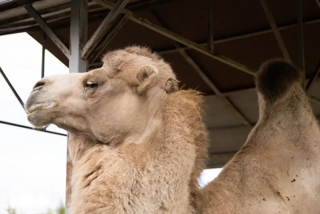 В Нарынской области занимаются разведением верблюдов