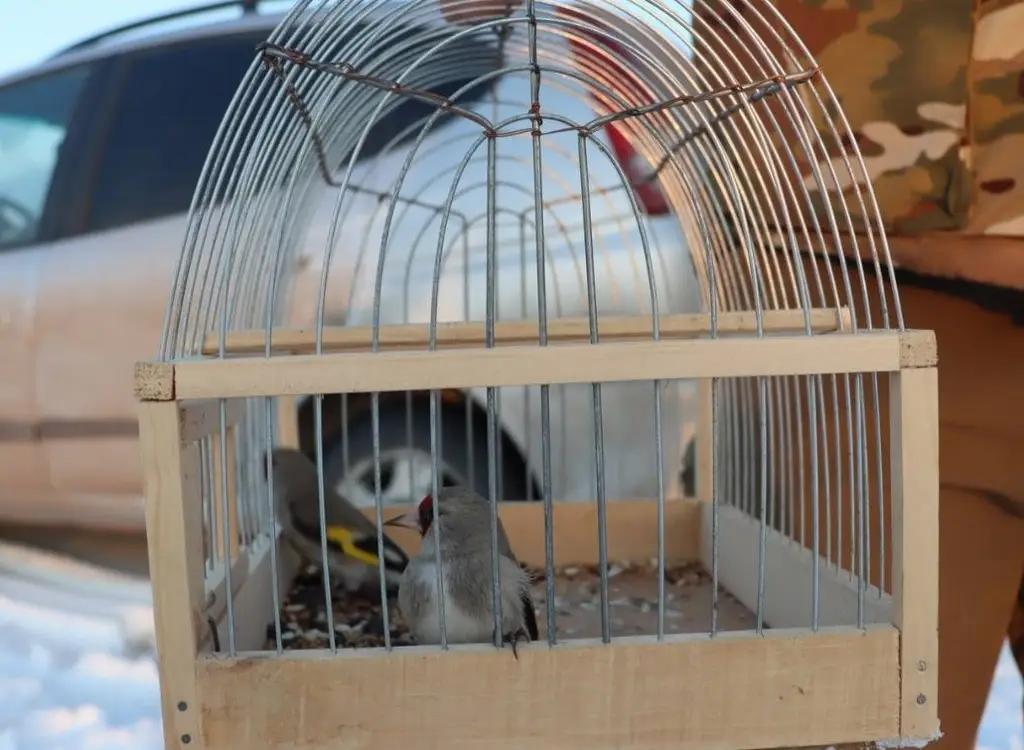 Ошто мыйзамсыз аңчылык кылгандарга 68 миң сом айып пул салынды