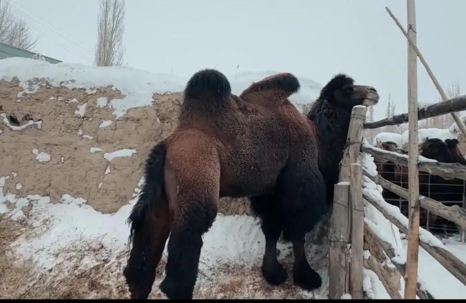 Нарында төө чарбачылыгын кайра жандандырылды