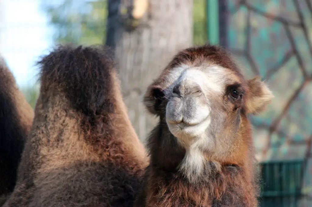 В Минсельхозе обсудили развитие верблюдоводства в стране