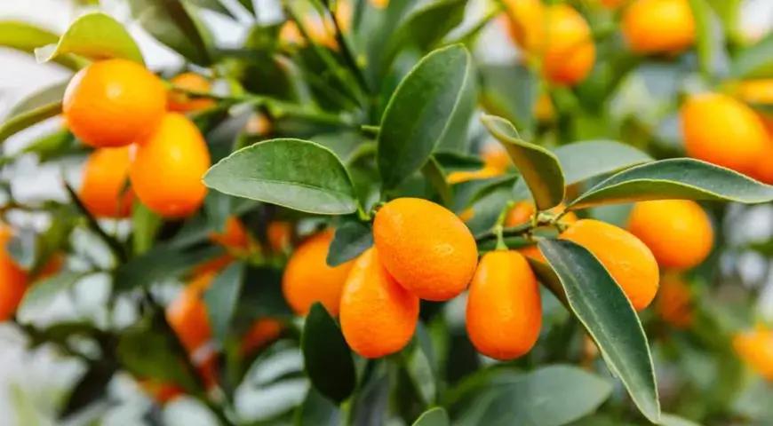 Orange seedlings are grown in the Batken and Kadamzhai districts