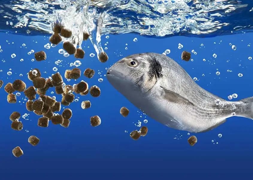 НДС на корма для рыбных хозяйств не будет взиматься до конца 2027 года