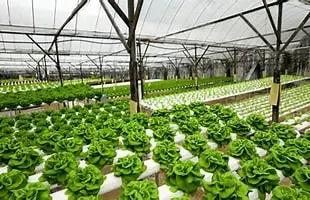 В Кыргызстане утвержден Национальный день органического сельского хозяйства