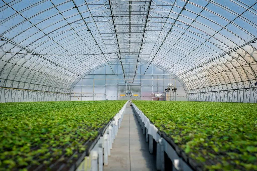 В 2026 году планируют построить пять современных теплиц