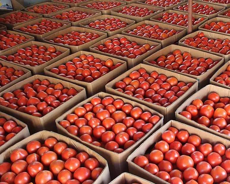 Бакыт Торобаев предложил построить склады и холодильные камеры