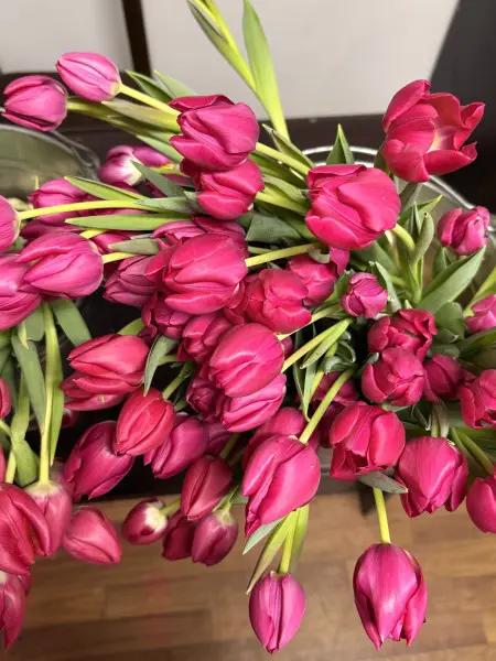 Municipal supplier begins selling tulips for March 8