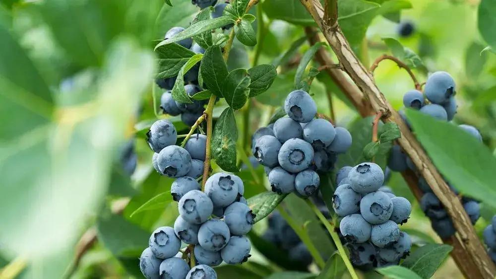 Голубика и экспорт: как Зимбабве планирует вывести садоводство на $2 млрд