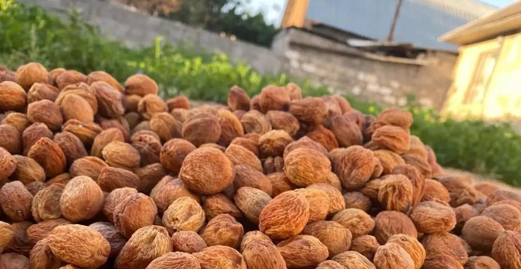 Кыргызстандан беде, ашкабак жана өрүк эл аралык рынокко чыкты