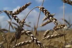 Чем засеят поля в Араванском районе, рассказали в Минсельхозе