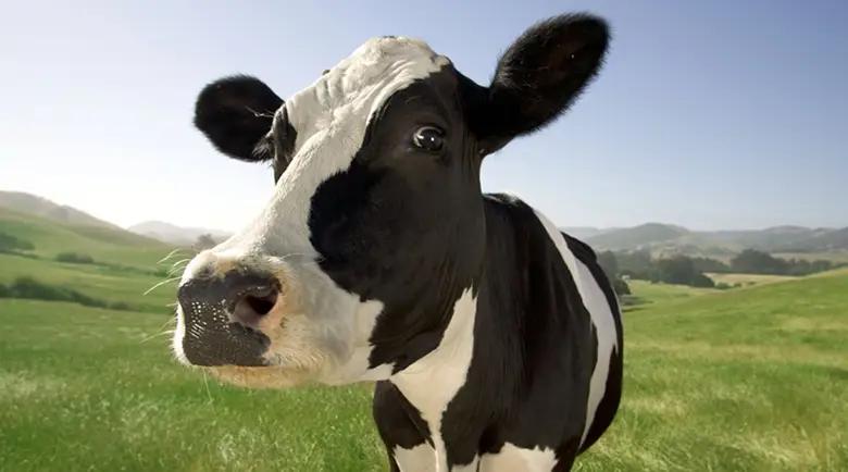 Kyrgyzstan restricts export of farm animals: who can be exported and who cannot