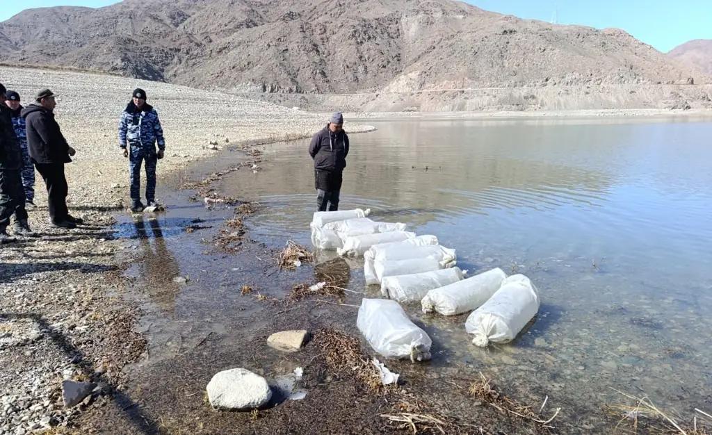 В Орто-Токойском водохранилище провели зарыбление: выпущено 1.2 млн мальков