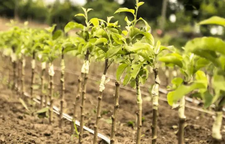 Более 82 тысяч саженцев без маркировки возвращены поставщику