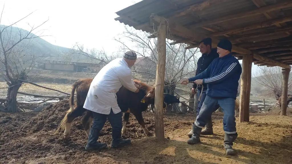 Ветеринардык коопсуздукка 135 млн сом бөлүндү